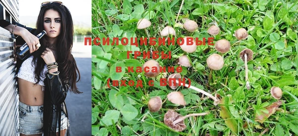 прущие грибы Балабаново